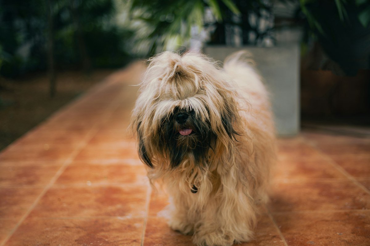 Cão pequeno de pelagem longa no estilo Lhasa Apso caminhando em piso de cerâmica