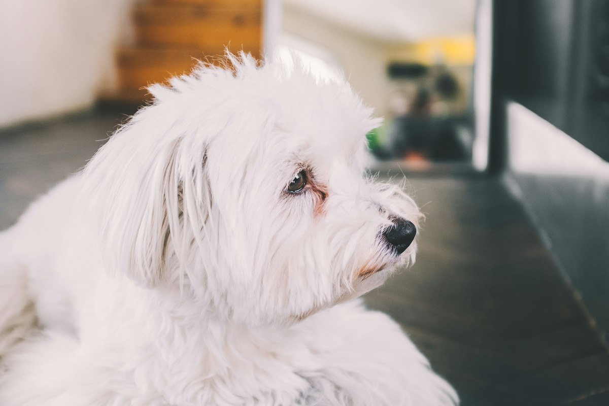 Cão Maltês branco deitado no piso de madeira dentro de casa