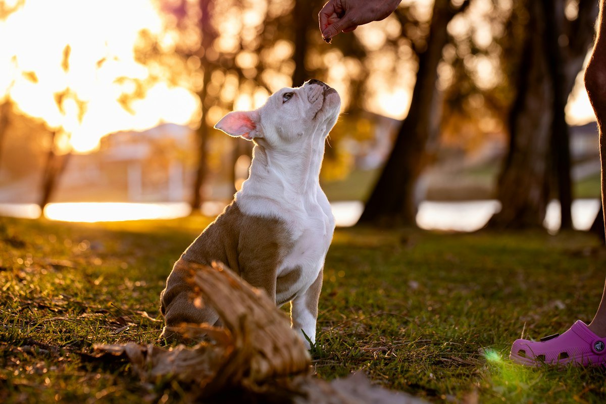 Filhote de Bulldog Francês sentado na grama olhando para a mão do tutor que oferece um petisco ao pôr do sol