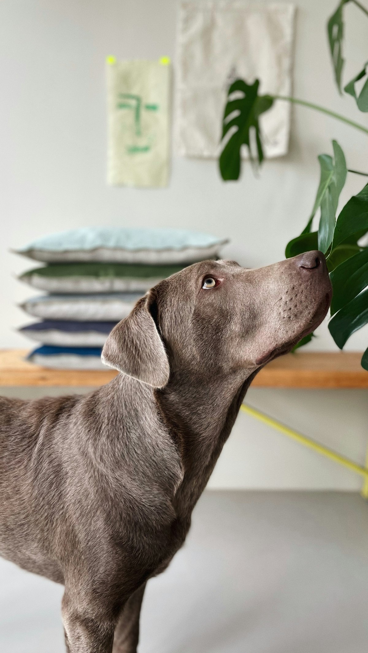 Cachorro cinza cheirando uma planta em vaso sobre a mesa