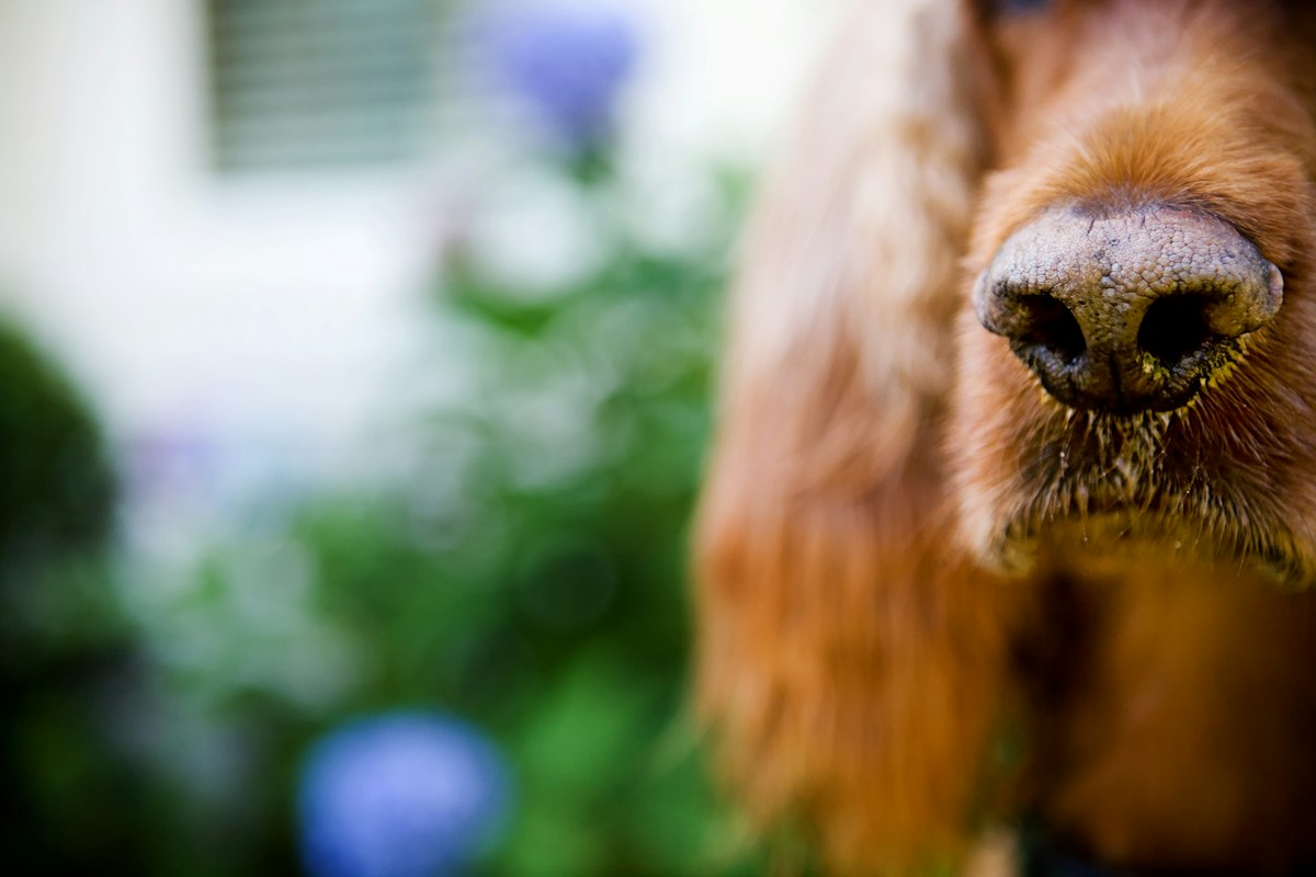 Close do nariz úmido de um cão de pelagem avermelhada