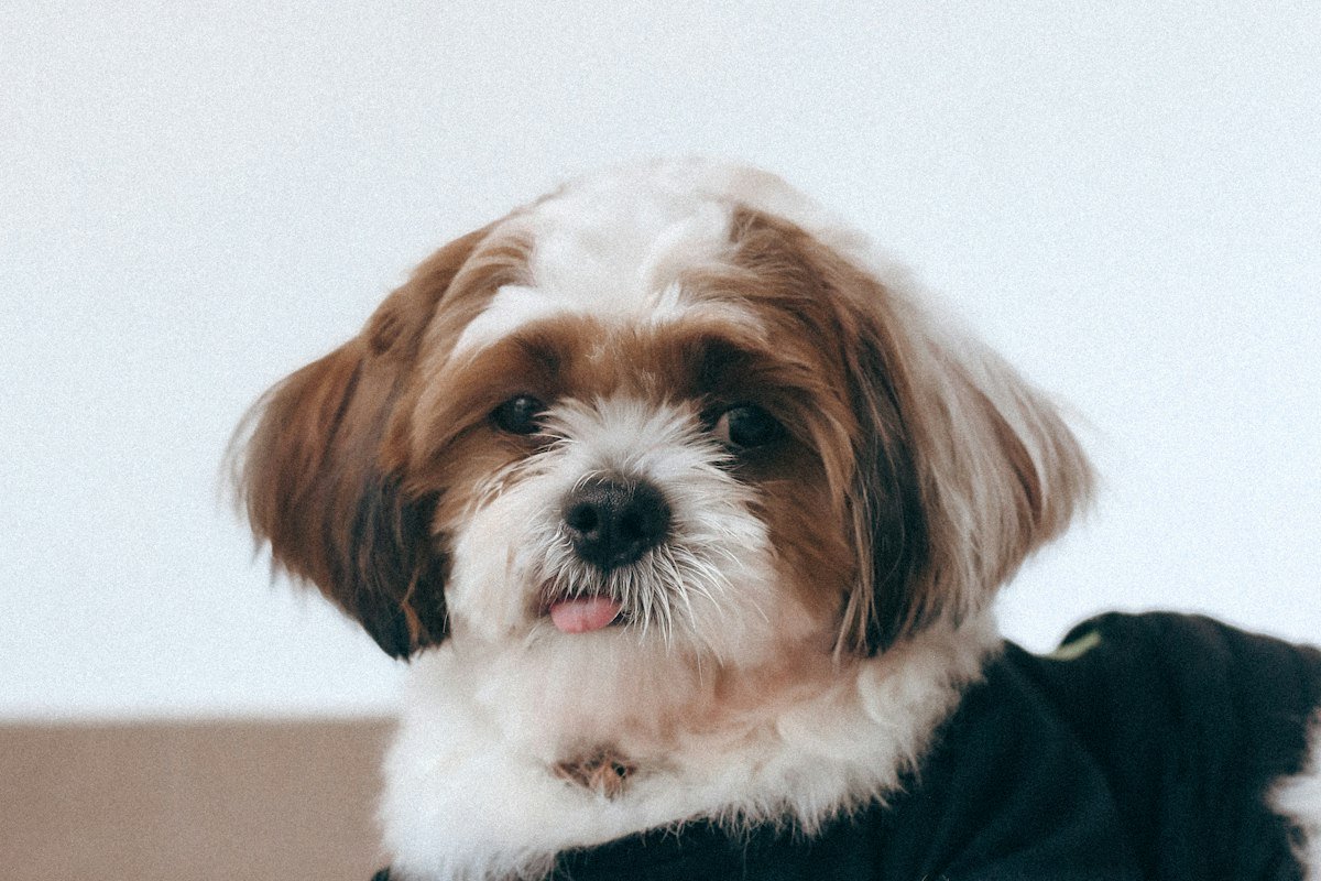 Shih Tzu marrom e branco de roupinha azul-marinho deitado em casa