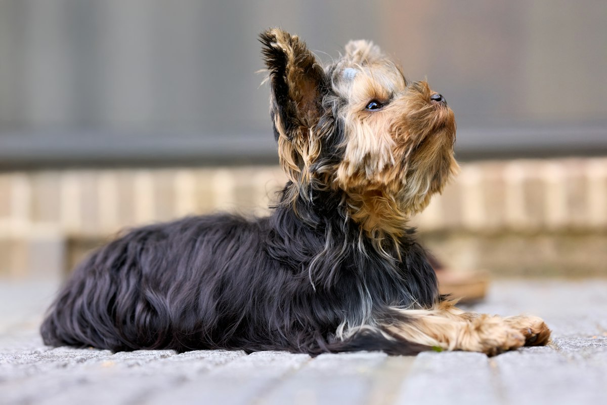 Filhote de Yorkshire Terrier deitado olhando para cima